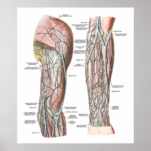 Veins of the Arm Poster