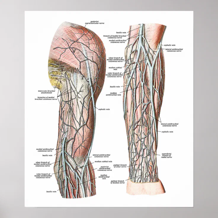 upper arm veins