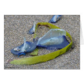 Velella Jellyfish (Front Horizontal)
