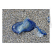 Velella Jellyfish (Front Horizontal)