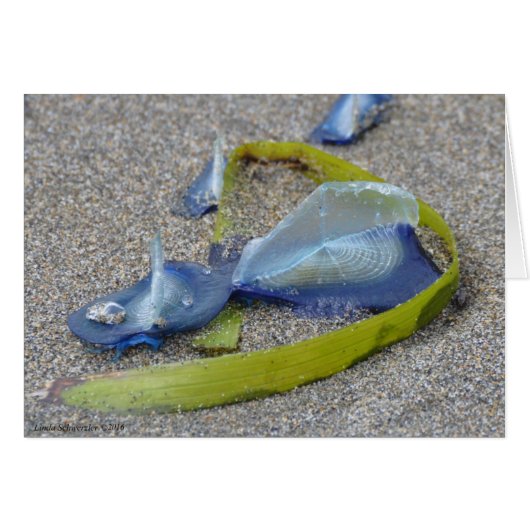 Velella Jellyfish Cards (Front Horizontal)