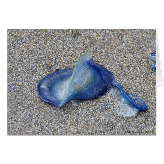 Velella Jellyfish Cards (Front Horizontal)