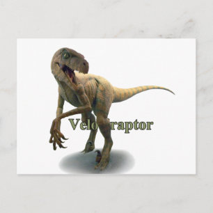 Velociraps Postcard