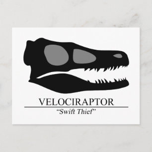 Velociraptor Skull Postcard