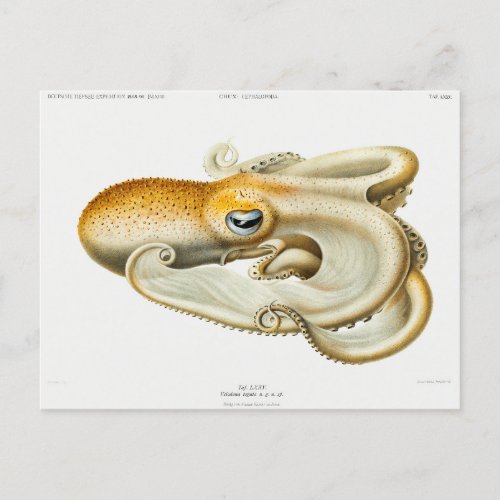 Velodona octopus by Carl Chun Postcard