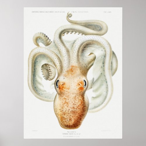 Velodona octopus by Carl Chun Poster