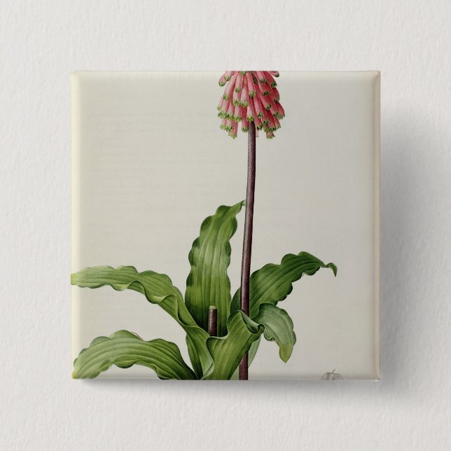 Veltheimia Capensis, from `Les Liliacees', c.1805 Button (Front)