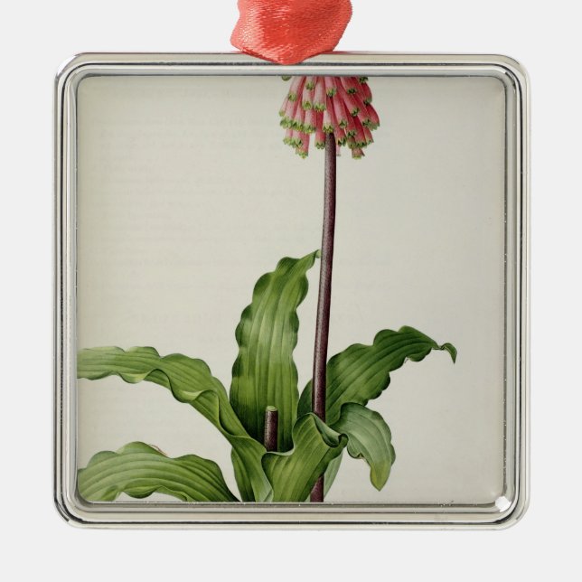 Veltheimia Capensis, from `Les Liliacees', c.1805 Metal Ornament (Front)