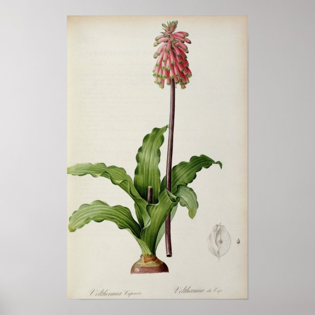 Veltheimia Capensis, from `Les Liliacees', c.1805 Poster (Front)