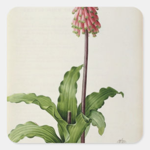 Veltheimia Capensis, from `Les Liliacees', c.1805 Square Sticker