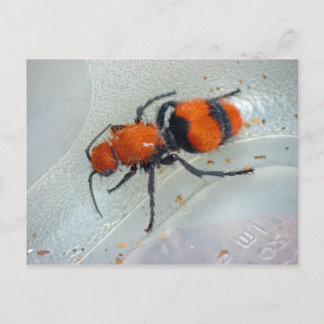 Velvet Ant. Postcard