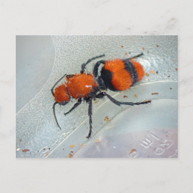 Velvet Ant. Postcard (Front)