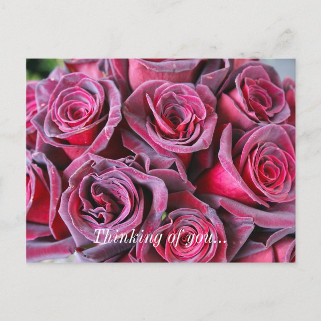 Velvet Beauty Thinking Of You Postcard (Front)