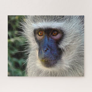 Velvet Monkey. Jigsaw Puzzle
