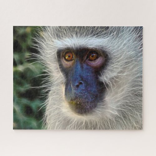 Velvet Monkey Jigsaw Puzzle