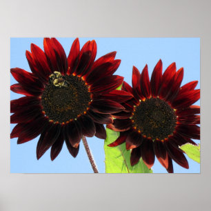 Velvet Queen Sunflowers Poster