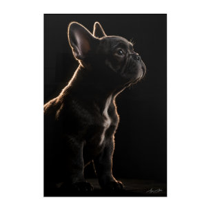 Velvet Silence Acrylic Print
