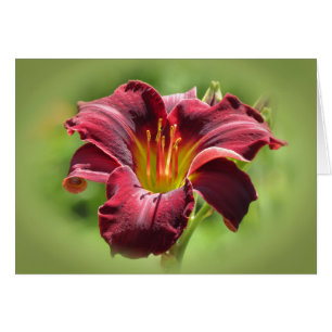 Velvet Vision - Ed Murray Daylily Cards