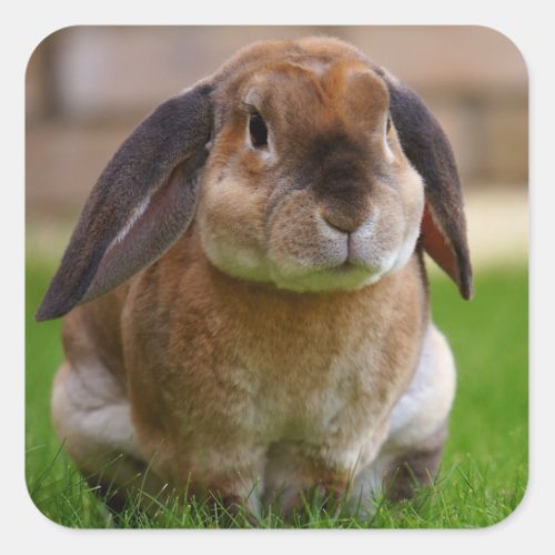 Velveteen Lop Bunny Rabbit Square Sticker