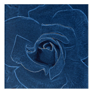 velvety blue rose acrylic print