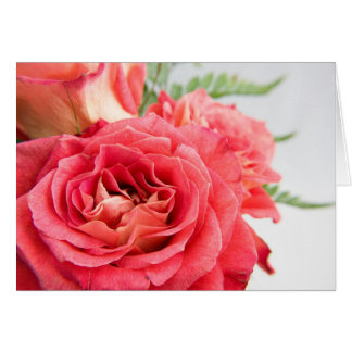 Velvety Pink Roses Cards
