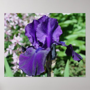 Velvety Purple Bearded Iris Flower Poster