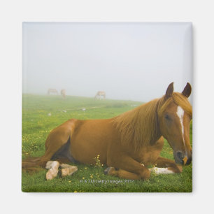 veneto italy 2 magnet