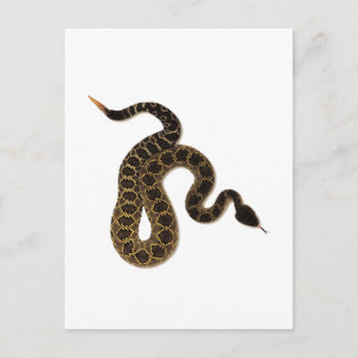 Venomous Bites Postcard