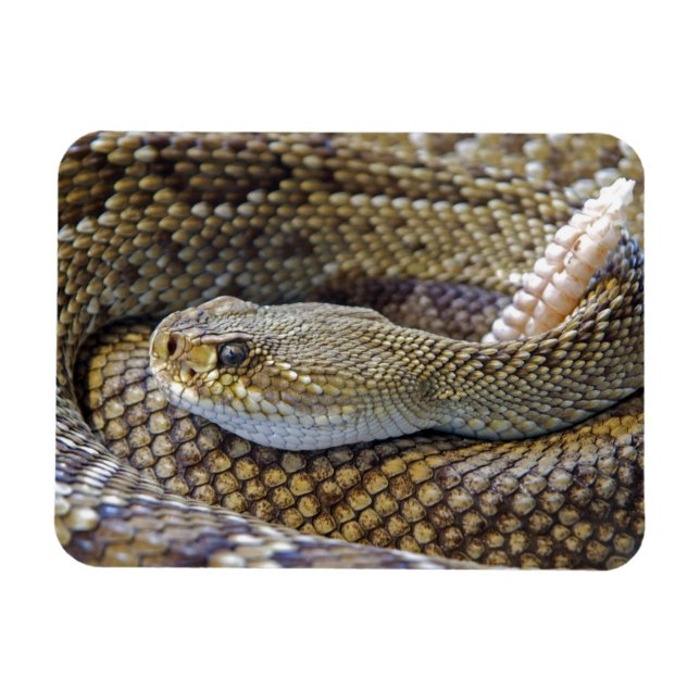 Venomous Rattle Snake Close Up Magnet (Horizontal)