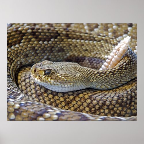 Venomous Rattle Snake Close Up Poster