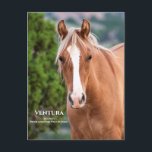 Ventura Postcard<br><div class="desc">Show your support of the Pryor Mountain Wild Horses by sending friends and loved ones this postcard! Ventura is a beautiful, young Pryor horse who lives wild and free in her mountain home.</div>