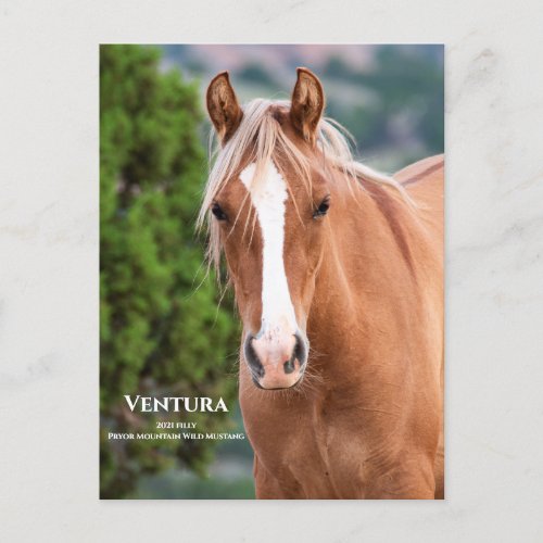 Ventura Postcard