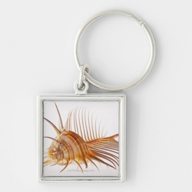 Venus Comb Murex shell (Murex pectin) against Keychain (Front)