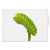 Venus Fly Trap (Front Horizontal)