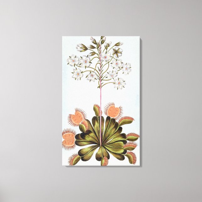 Venus Fly-trap, plate 84, from 'Collection Precieu Canvas Print (Front)