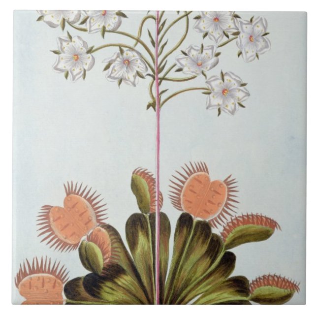 Venus Fly-trap, plate 84, from 'Collection Precieu Ceramic Tile (Front)