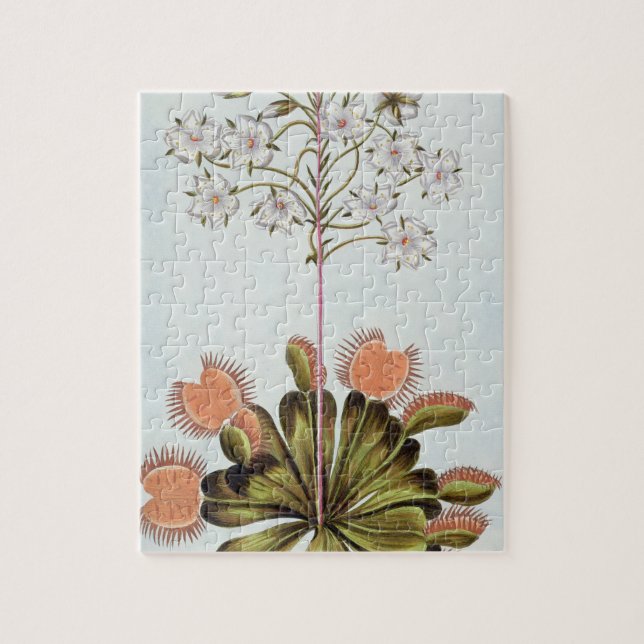 Venus Fly-trap, plate 84, from 'Collection Precieu Jigsaw Puzzle (Vertical)