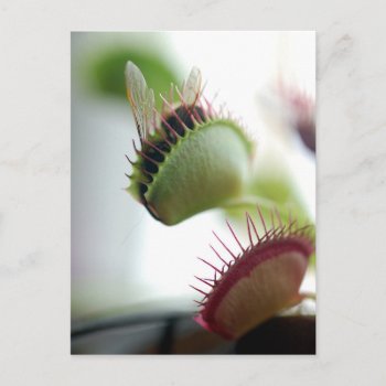 Venus Fly Trap Postcard by The_Everything_Store at Zazzle