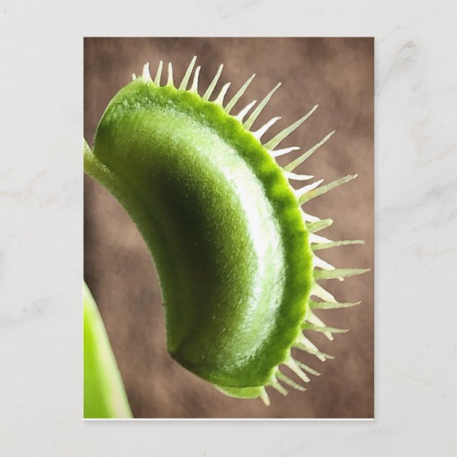 Venus Fly Trap Postcard (Front)