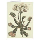 Venus Flytrap Botanical Illustration Cards (Front)