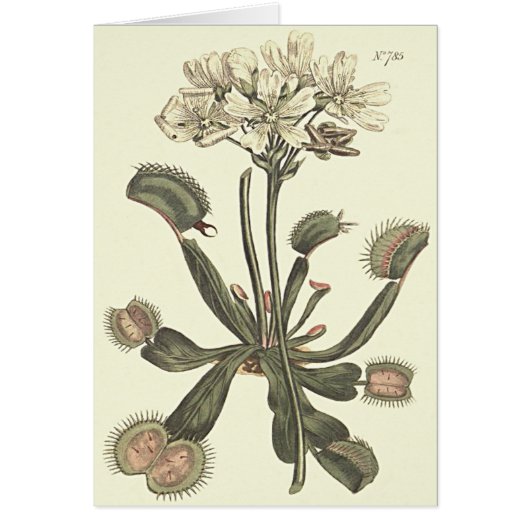Venus Flytrap Botanical Illustration Cards (Front)