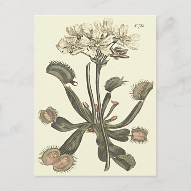Venus Flytrap Botanical Illustration Postcard (Front)