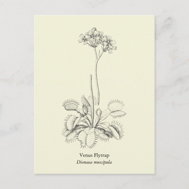Venus Flytrap, Carnivorous Plant Postcard (Front)