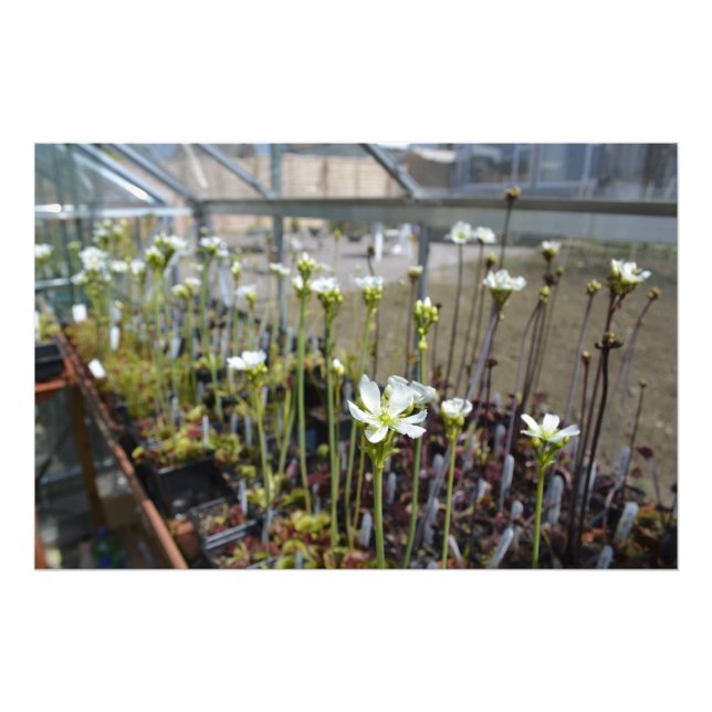 Venus Flytrap Flowers Photo Print (Front)