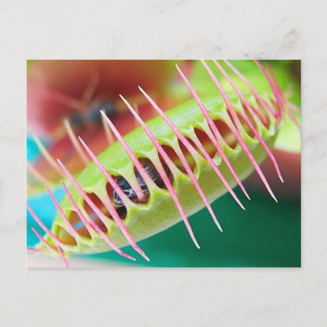 Venus Flytrap Postcard (Front)