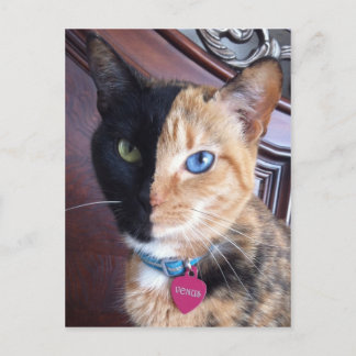 Venus portrait cards