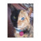 Venus portrait cards