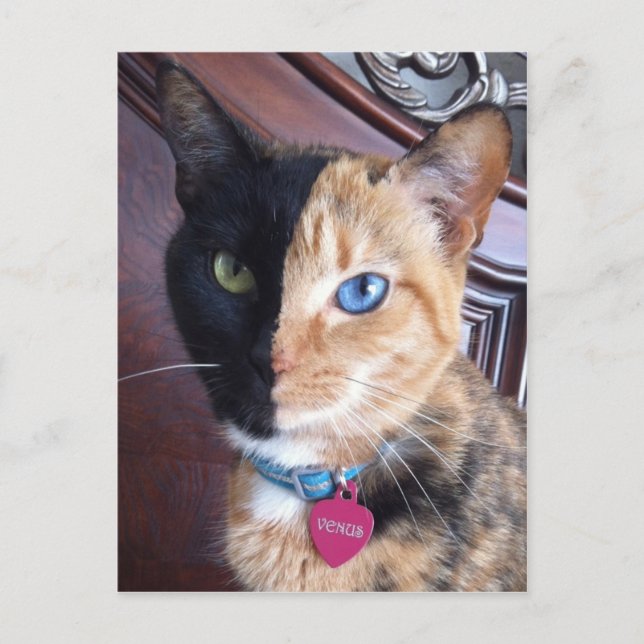 Venus portrait cards (Front)