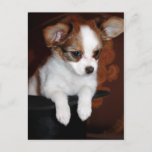 Venus puppy postcard