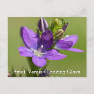 Venus's Looking Glass Purple Wildflower Postcard